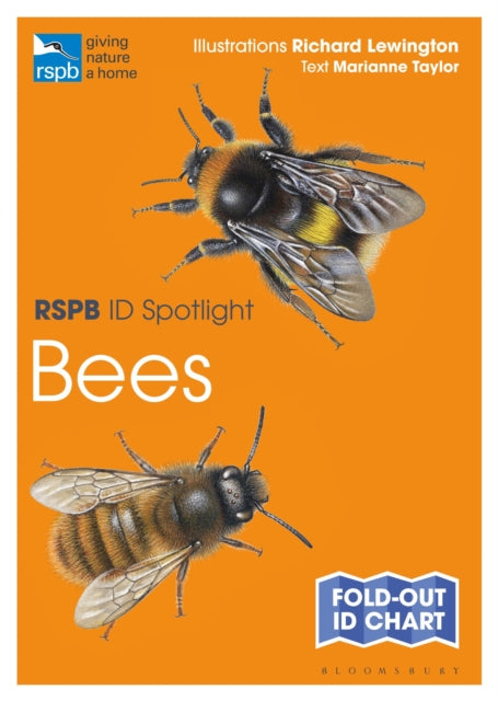 RSPB ID Spotlight - Bees - Marianne Taylor