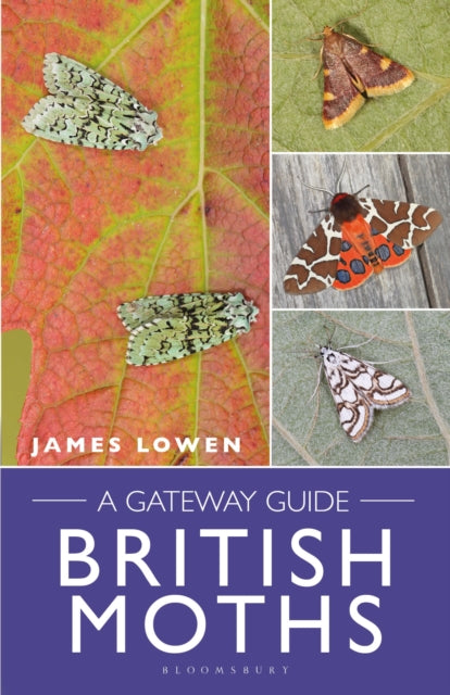 British Moths: A Gateway Guide - James Lowen