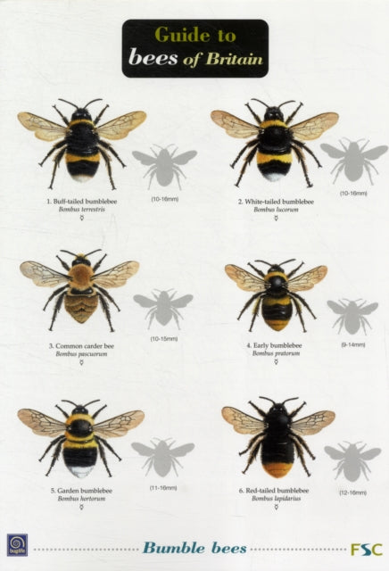 Bees of Britain-9781851532308