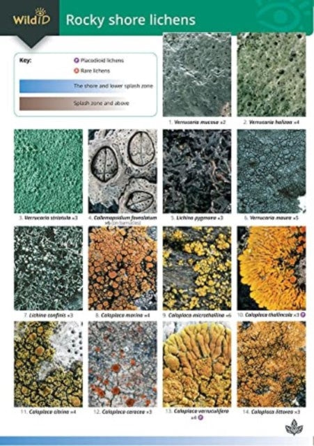 Guide to Rocky Shore Lichens-9781851532445