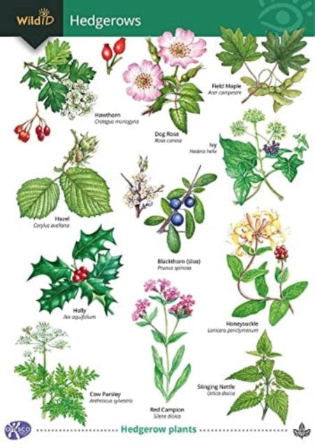 Guide to Hedgerows-9781851532469