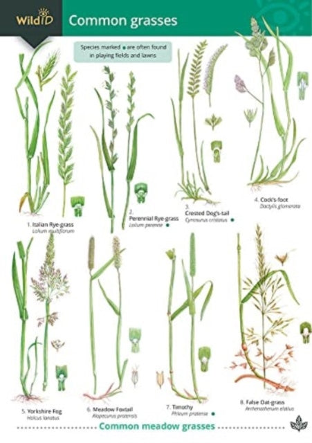 Guide to Common Grasses-9781851532483