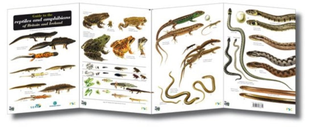 Guide to the Reptiles and Amphibians of Britain and Ireland : No. 55-9781851538652