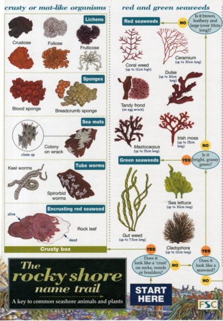 Rocky Shore Name Trail Chart-9781851538713