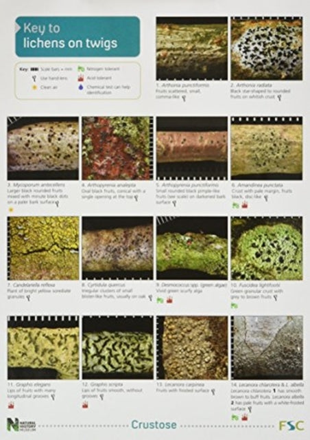 A Key to Lichens on Twigs-9781851538843