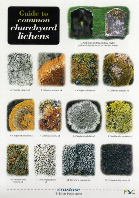 Guide to Common Churchyard Lichens-9781851538942