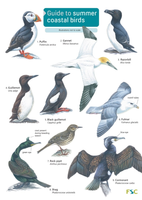 Guide to Summer Coastal Birds-9781908819147