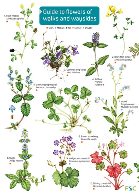 Guide to flowers of walks and waysides : OP176-9781908819345