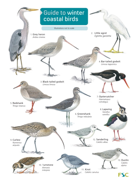 Guide to winter coastal birds : OP179-9781908819390