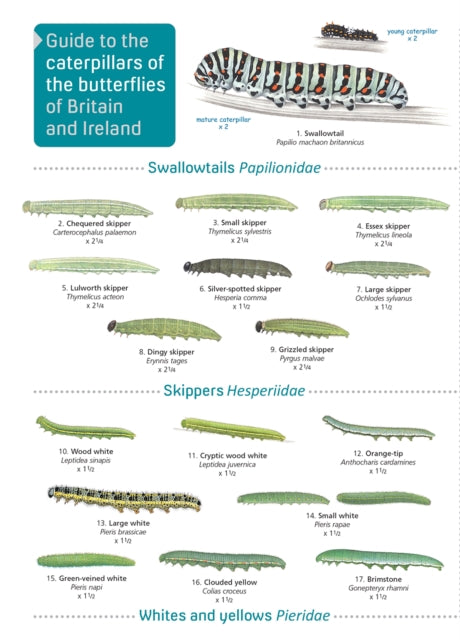 Guide to caterpillars of the butterflies of Britain and Ireland-9781908819468