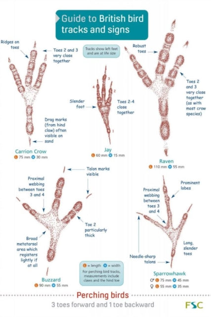 Guide to British bird tracks and signs-9781908819505