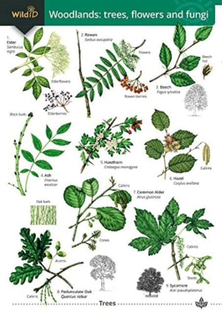 Woodlands: trees, flowers and fungi-9781908819635