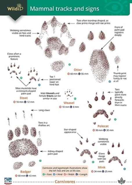 Mammal tracks and signs-9781908819864