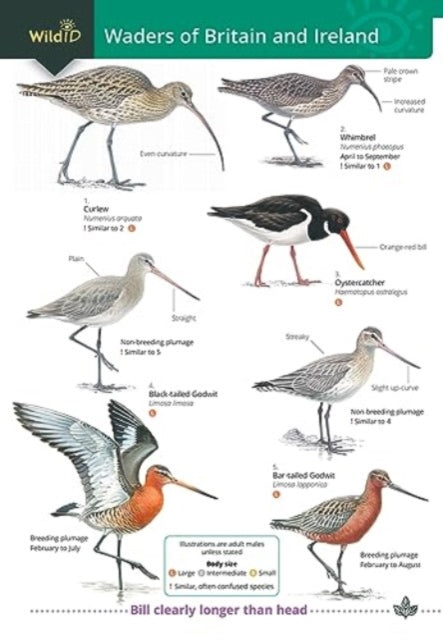 Wader of Britain and Ireland-9781908819895
